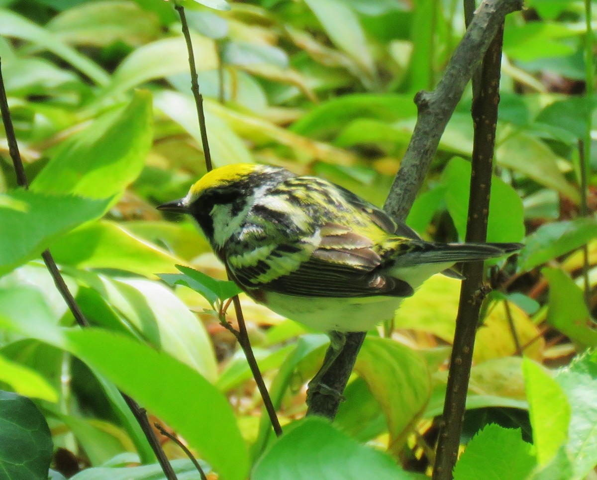 Chestnut-sided Warbler - Nicole Werth