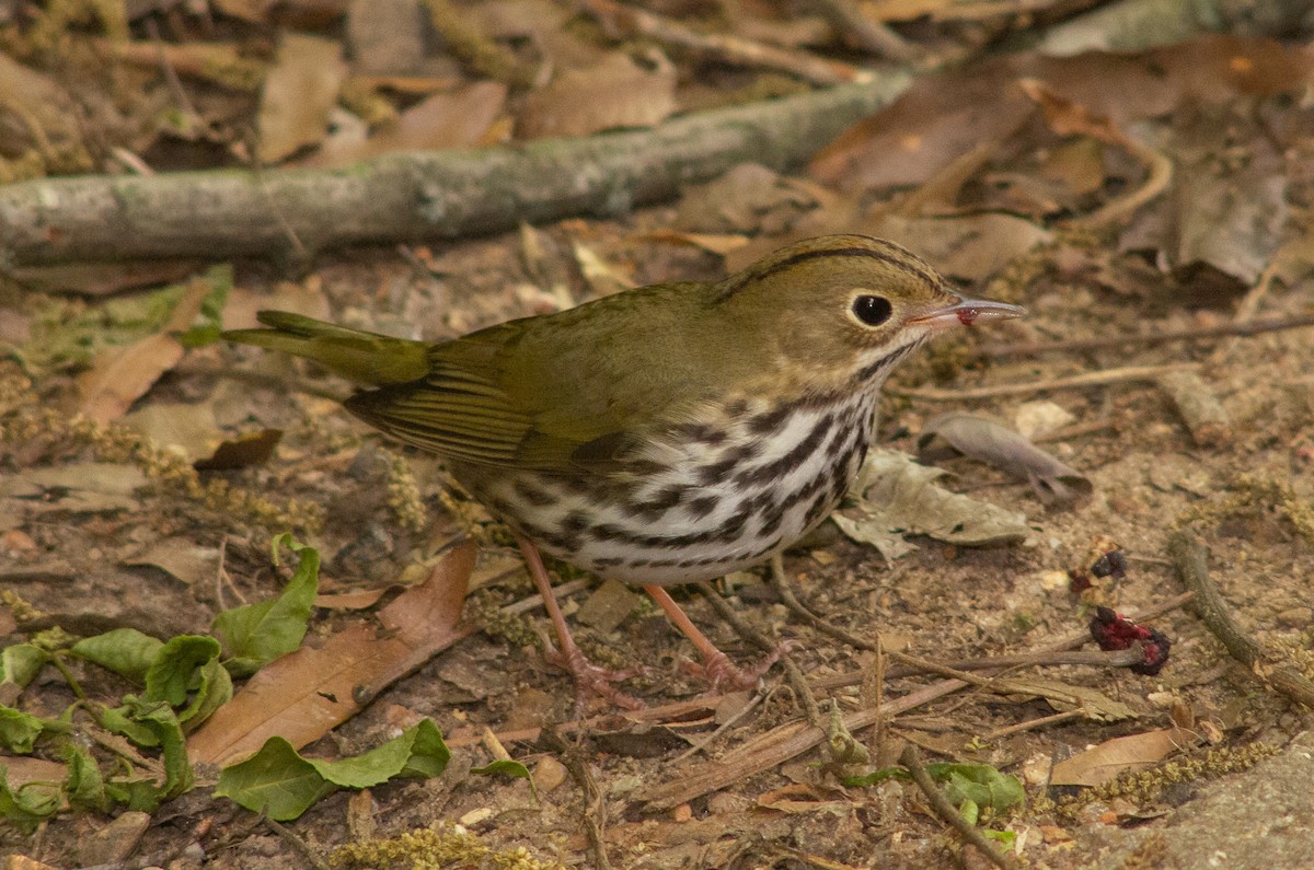 lesňáček zlatohlavý - ML569415661