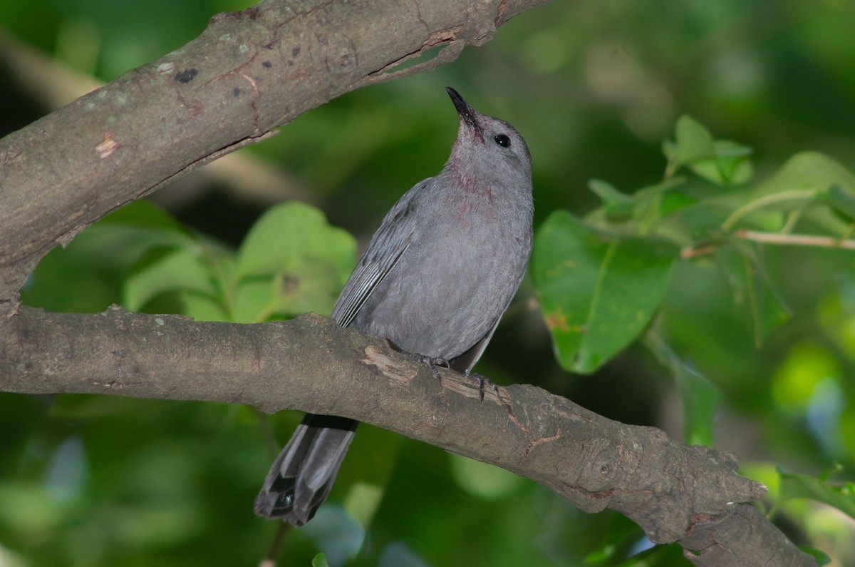 drozdec černohlavý - ML569415791