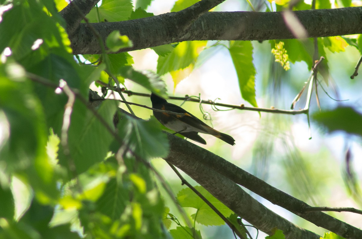 lesňáček lejsčí - ML569416021