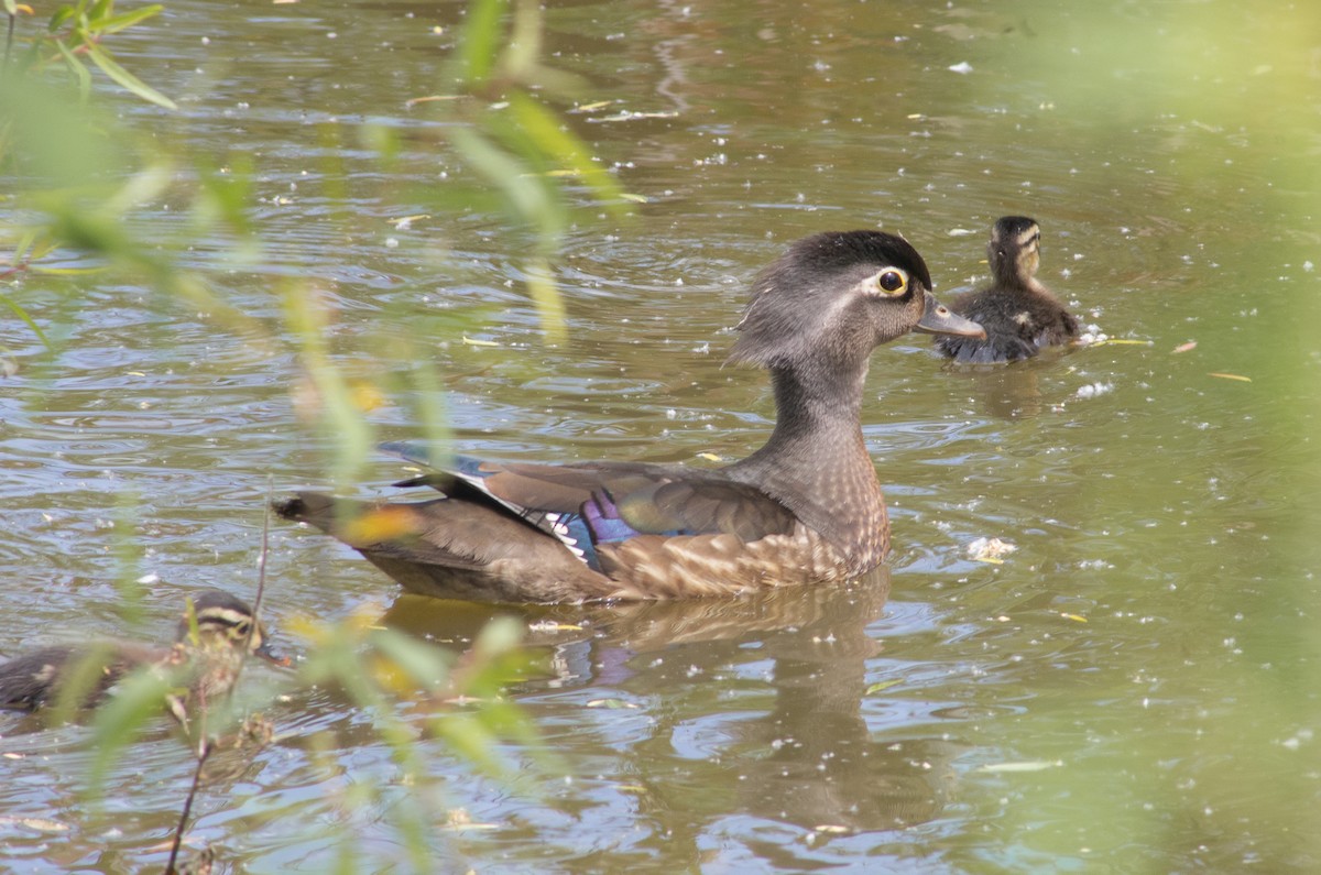 kachnička karolínská - ML569416211