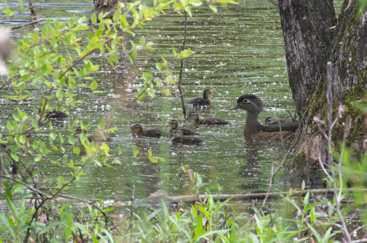 kachnička karolínská - ML569416221