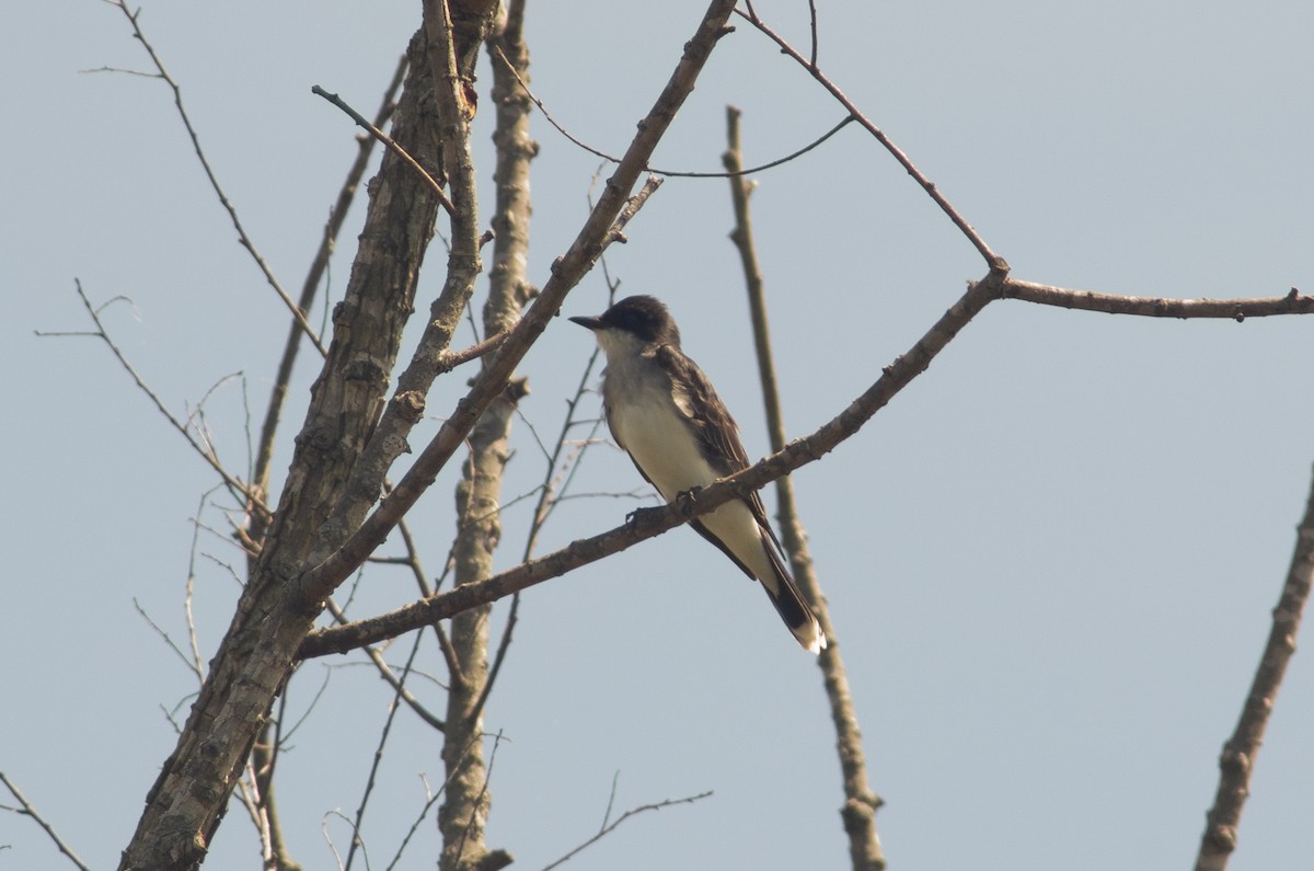 tyran obecný - ML569416281