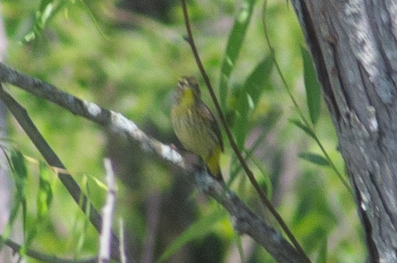 Palm Warbler - ML569416401