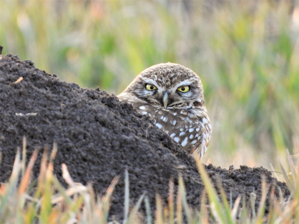 Burrowing Owl - Kimberly Emerson