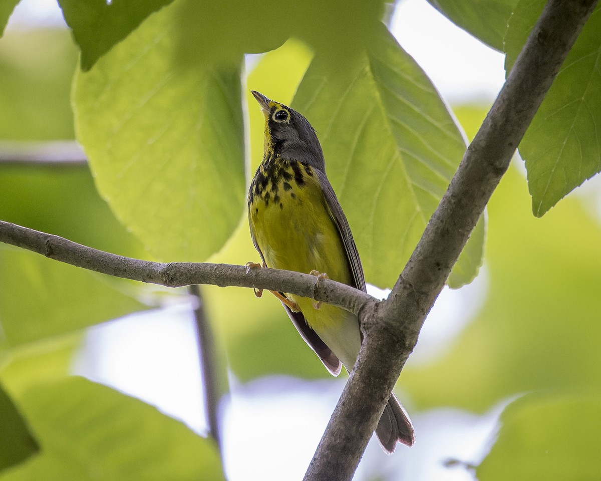 Canada Warbler - ML569419121