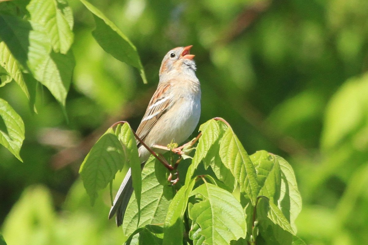 Field Sparrow - ML569421911