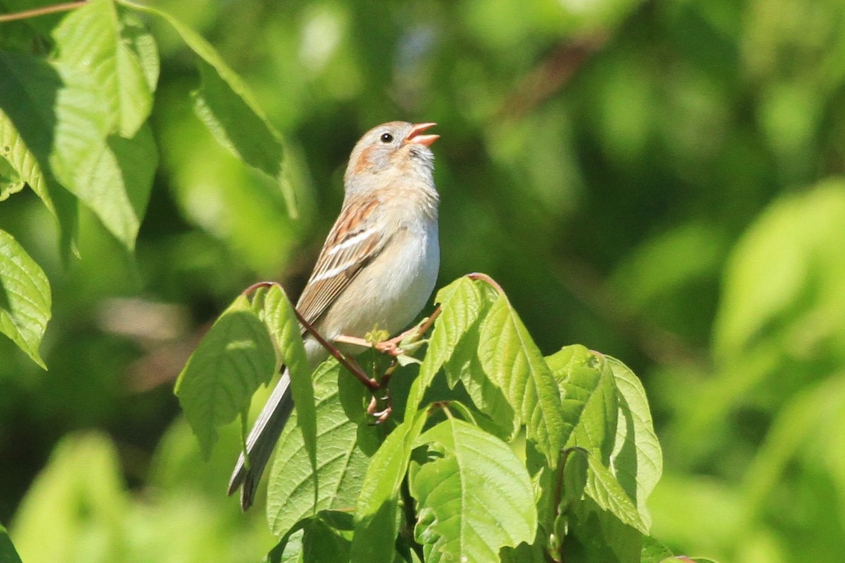 Field Sparrow - ML569421941