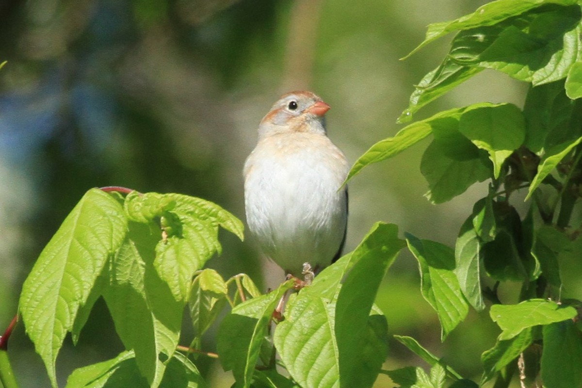 Field Sparrow - ML569421981