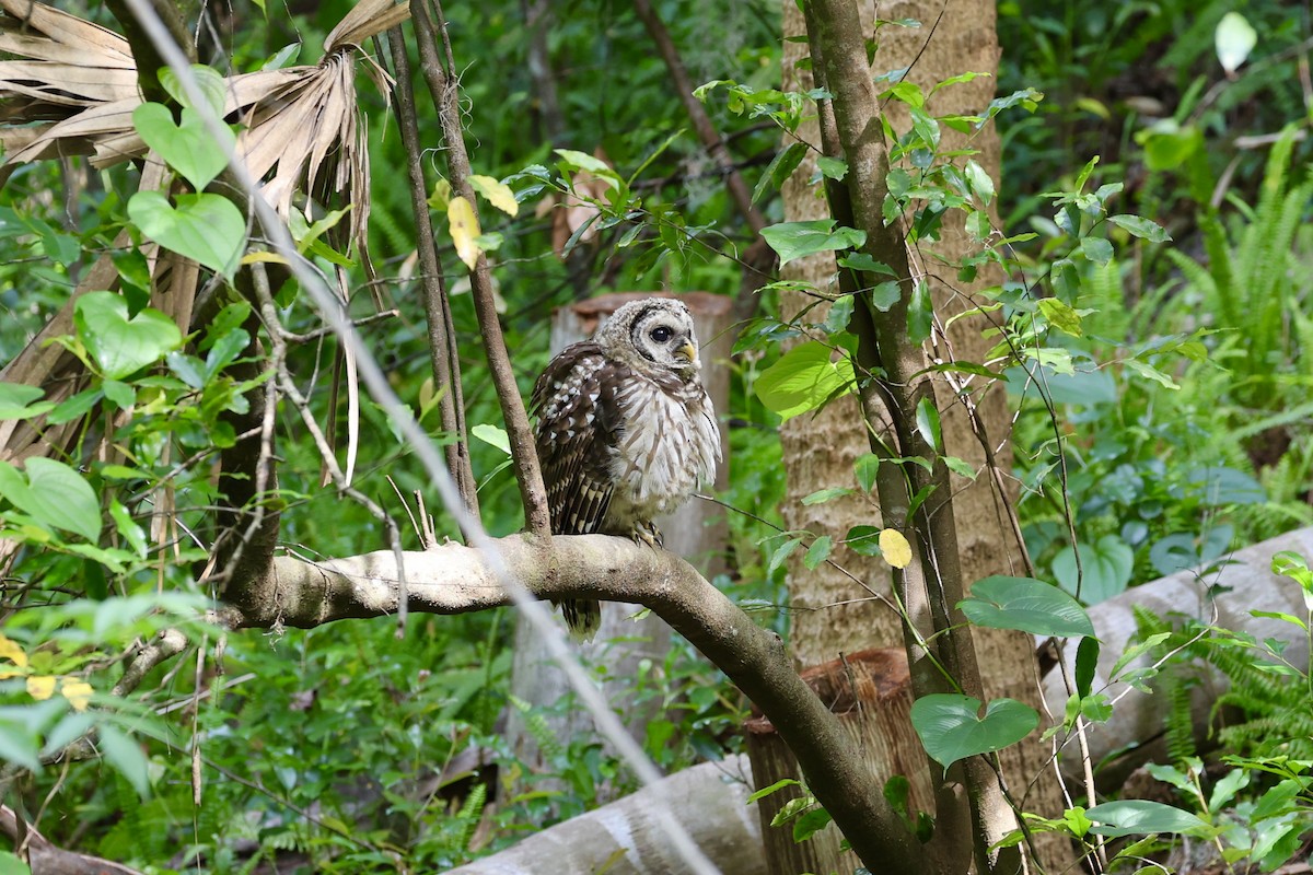 Barred Owl - ML569423151