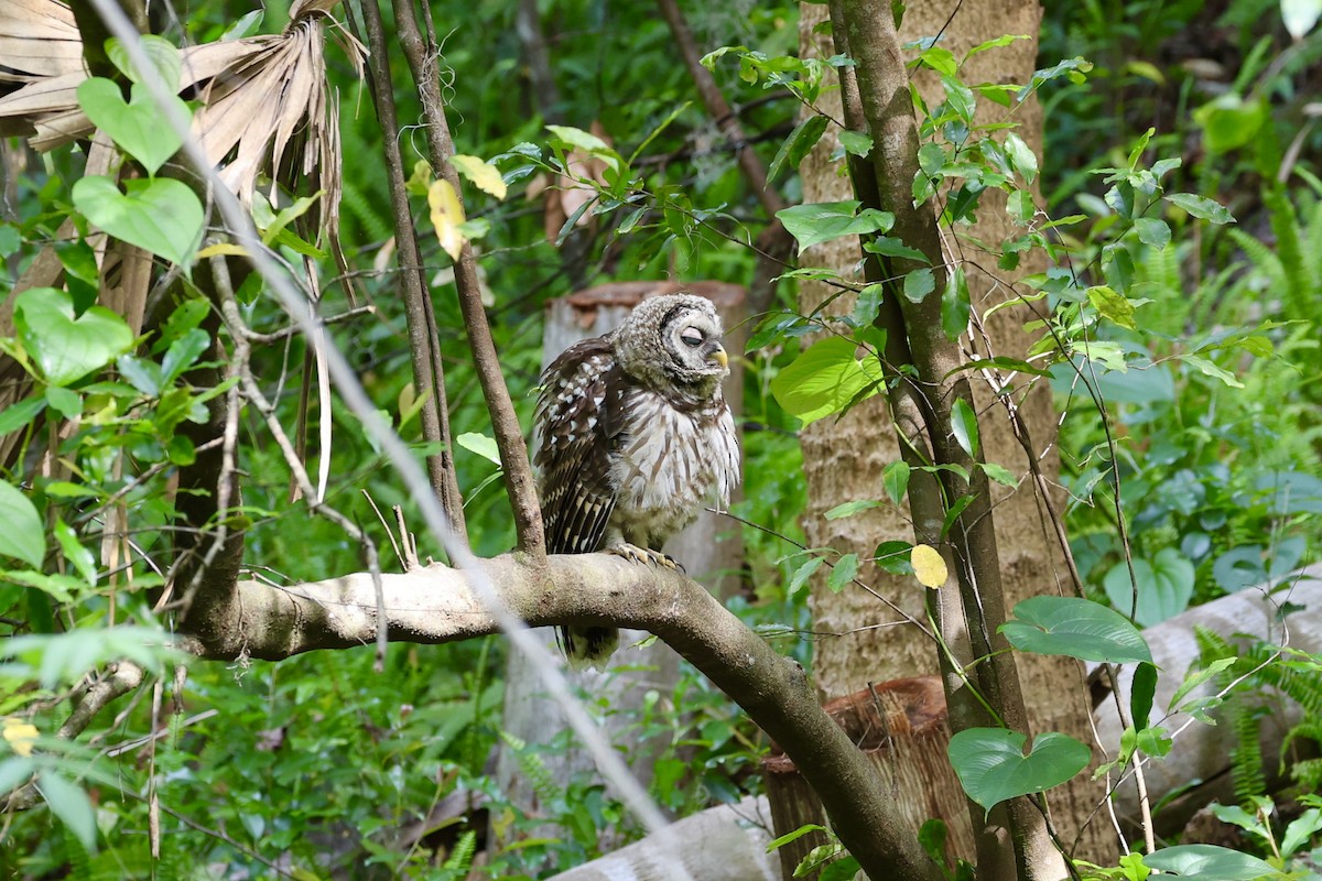 Barred Owl - ML569423161