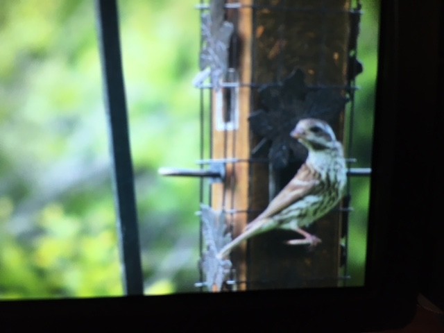 Purple Finch - ML569423241