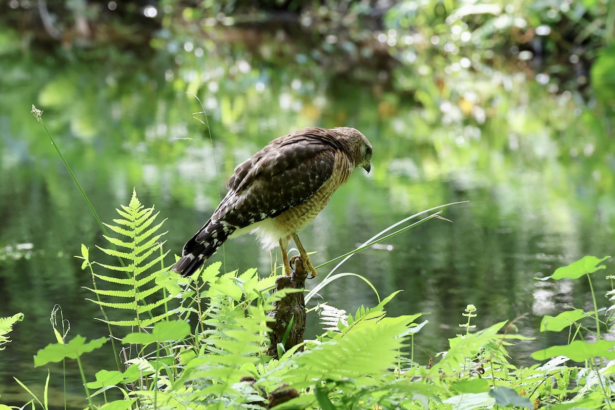 Red-shouldered Hawk - ML569423341