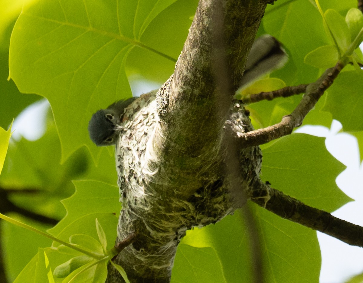 Blue-gray Gnatcatcher - ML569424451