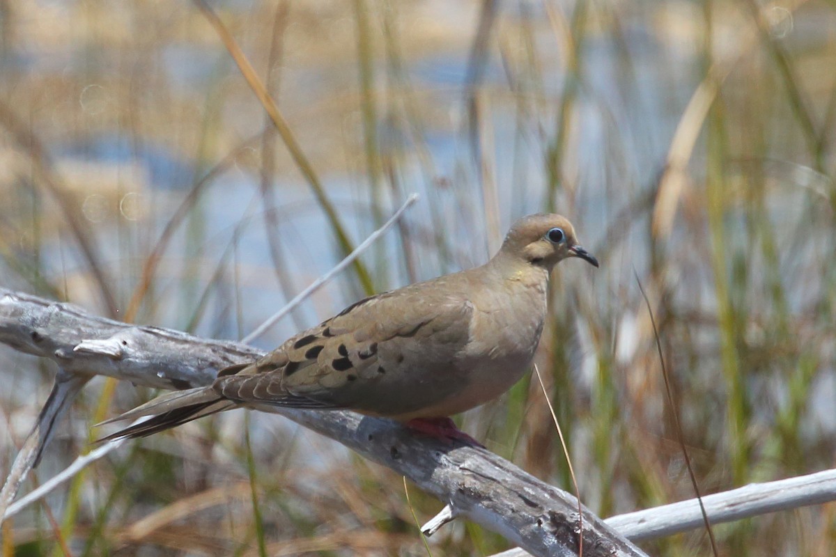 Mourning Dove - ML569424851