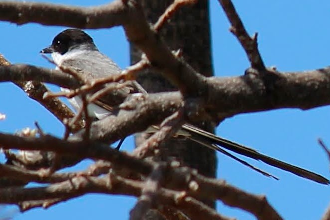 Fork-tailed Flycatcher - ML569425511