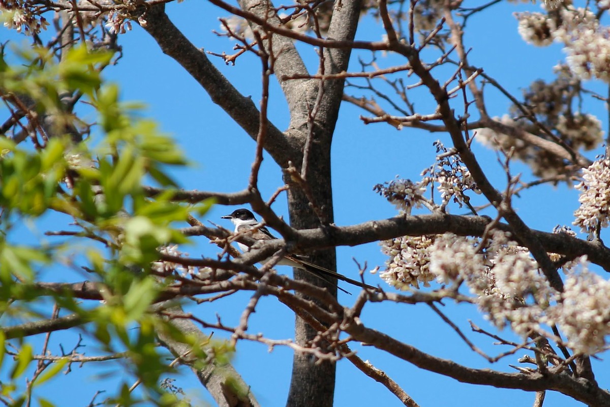 Fork-tailed Flycatcher - ML569425621