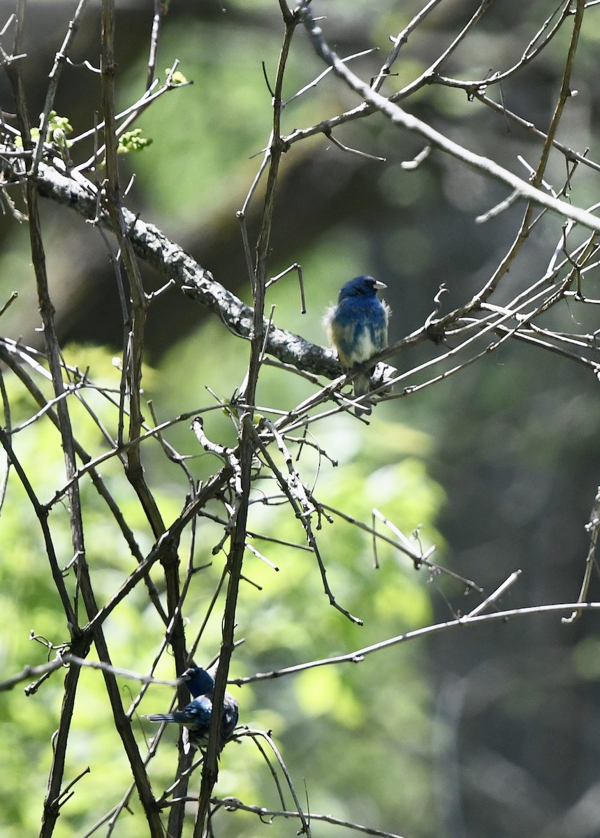 passerine sp. - ML569426411