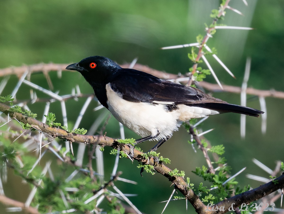 Magpie Starling - ML569426621
