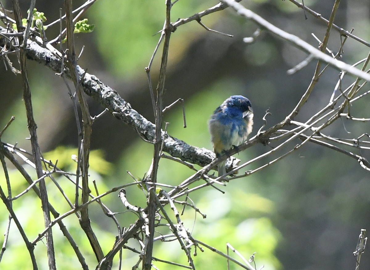 passerine sp. - ML569426961