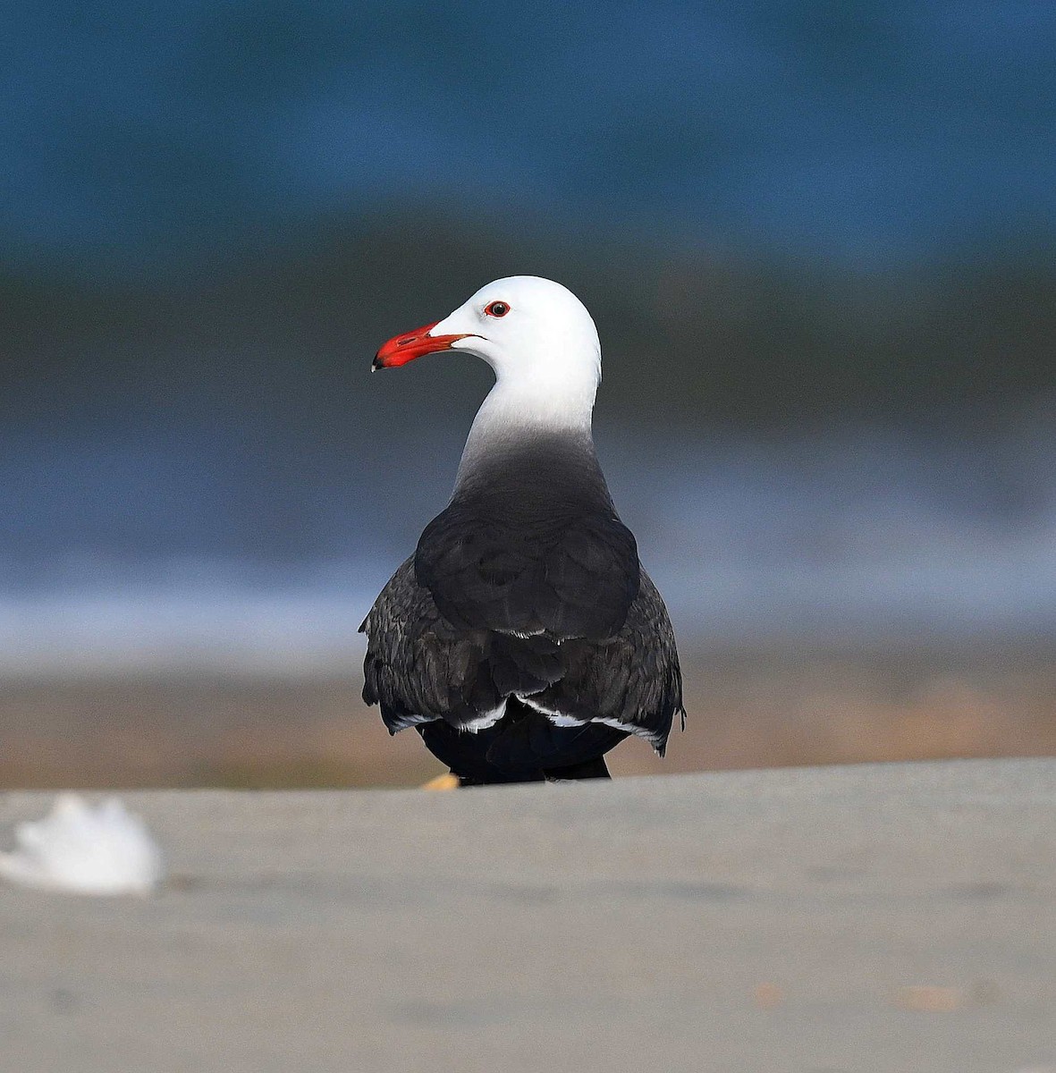 Heermann's Gull - ML569428551