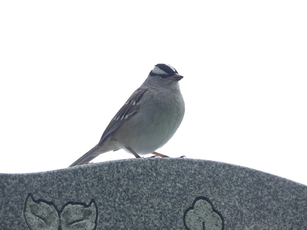White-crowned Sparrow - ML569429191