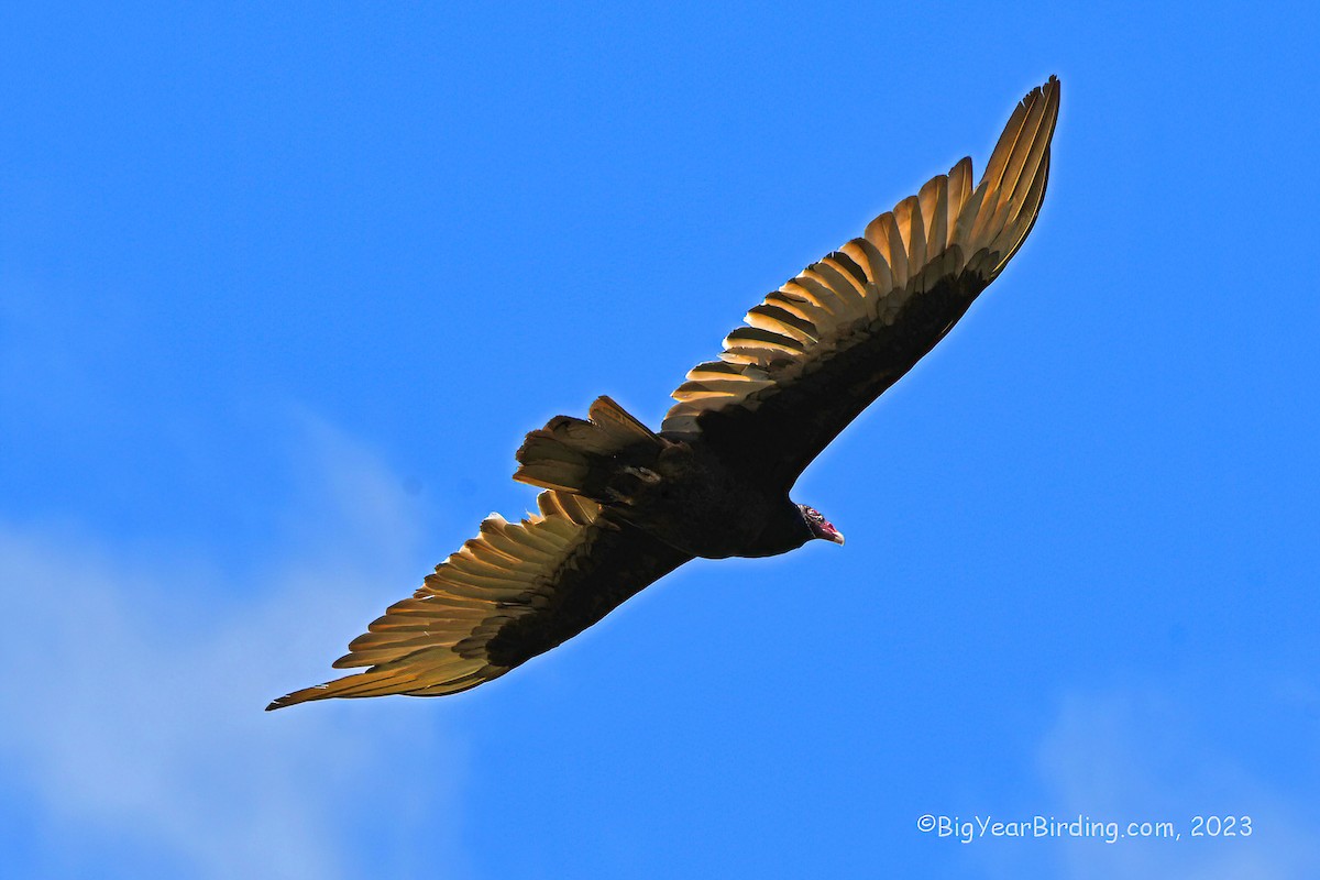 Turkey Vulture - ML569430061