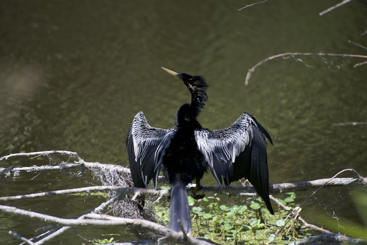 Anhinga Americana - ML569431331