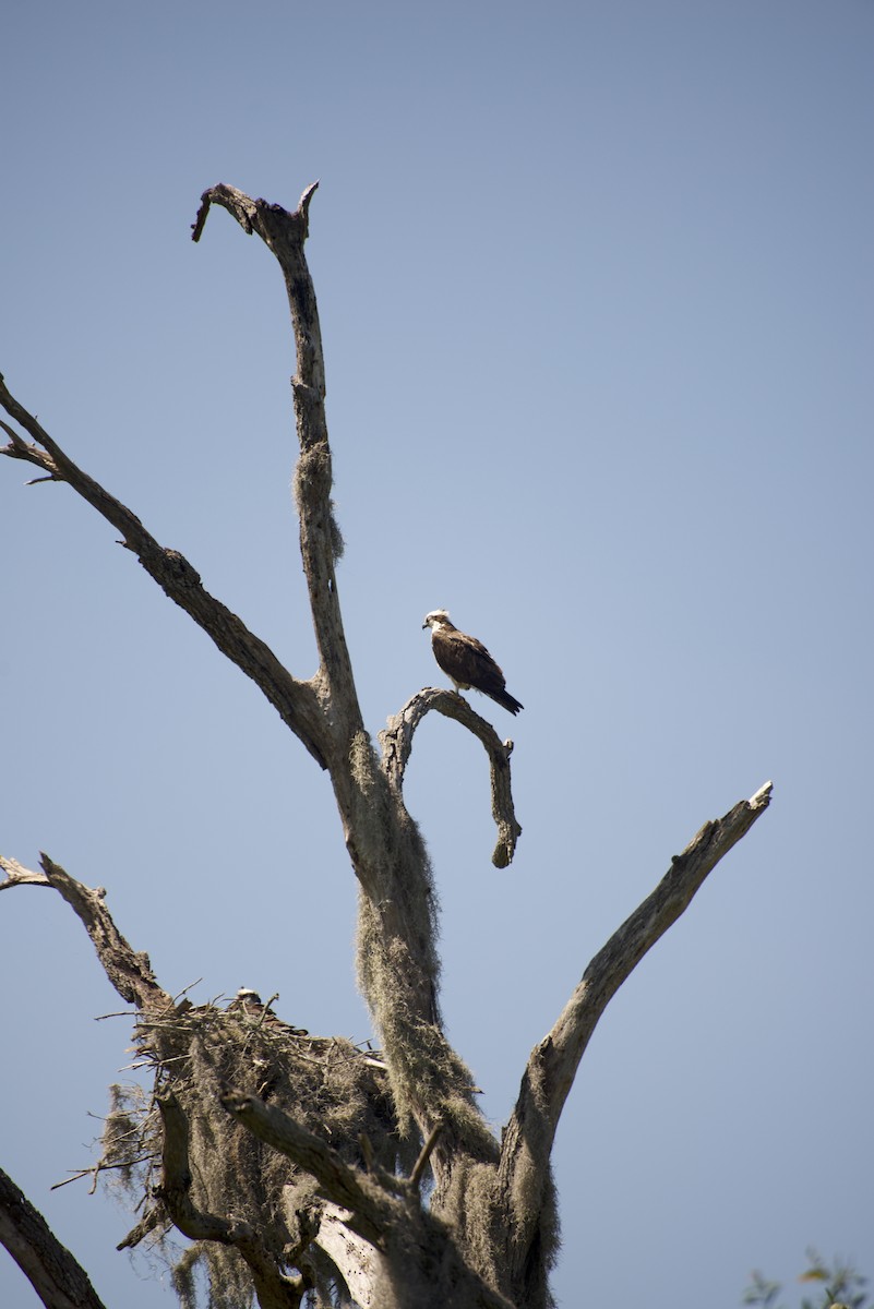 Águila Pescadora - ML569431531