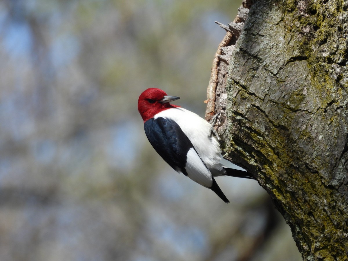 Red-headed Woodpecker - ML569432241