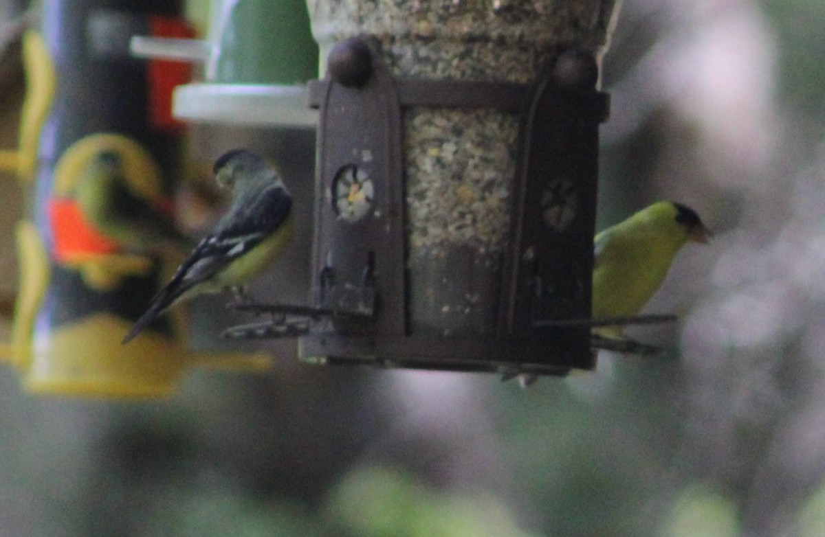 American Goldfinch - ML569432941