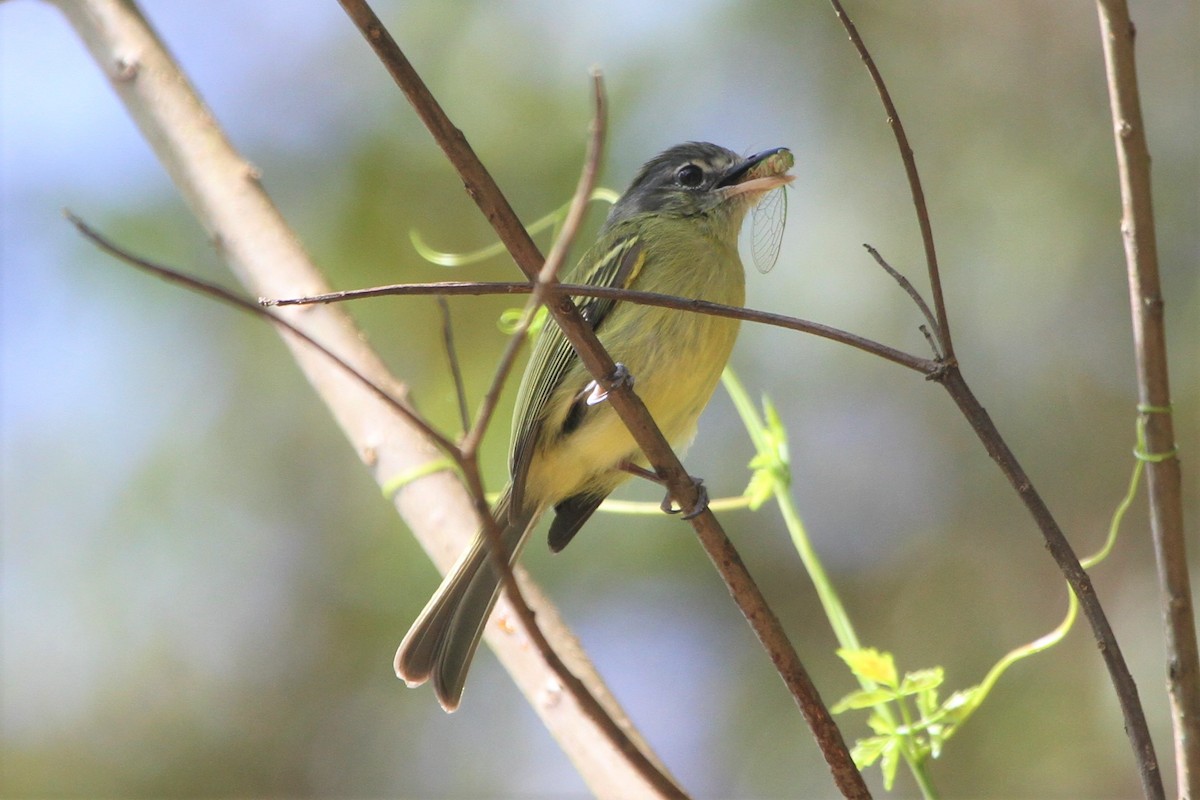 Yellow-olive Flatbill (Sooretama) - ML569433311