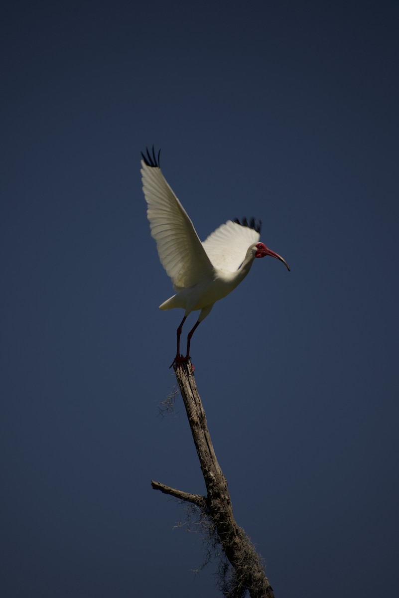 White Ibis - Diego Sanchez