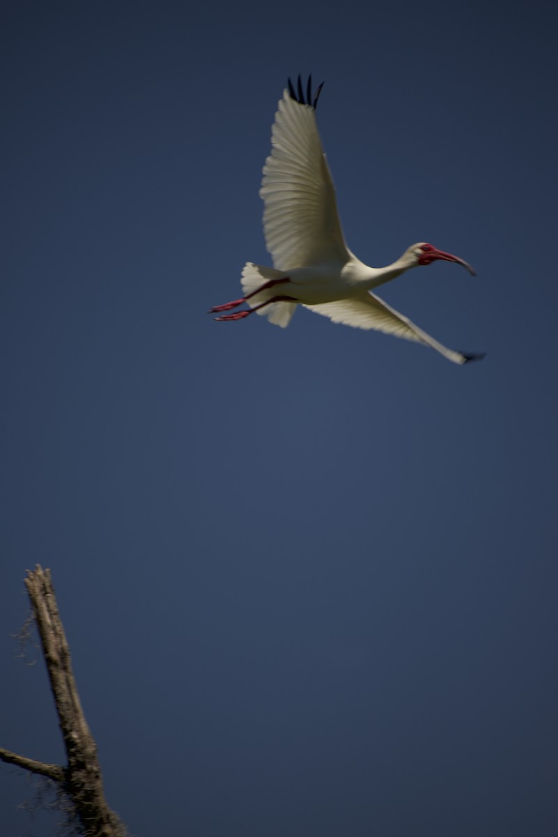 White Ibis - ML569433441