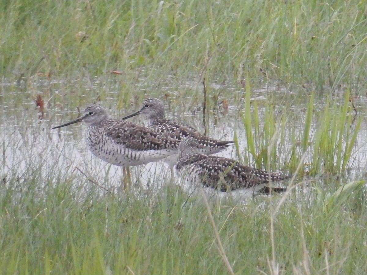 Greater Yellowlegs - ML56943361