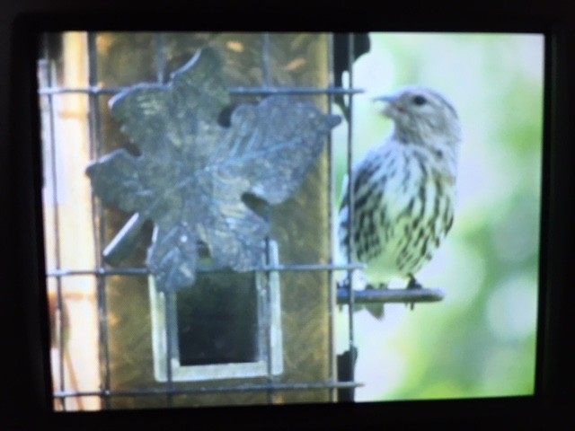 Pine Siskin - ML569433701