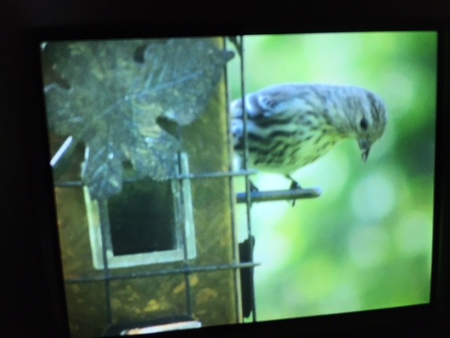 Pine Siskin - ML569434061