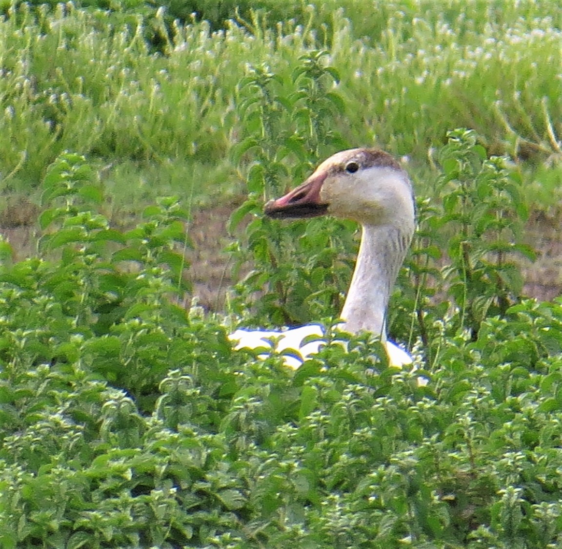 Snow Goose - ML56943461