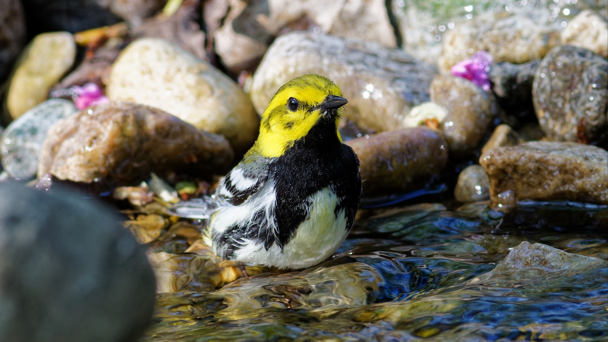 Black-throated Green Warbler - Bob Scheidt