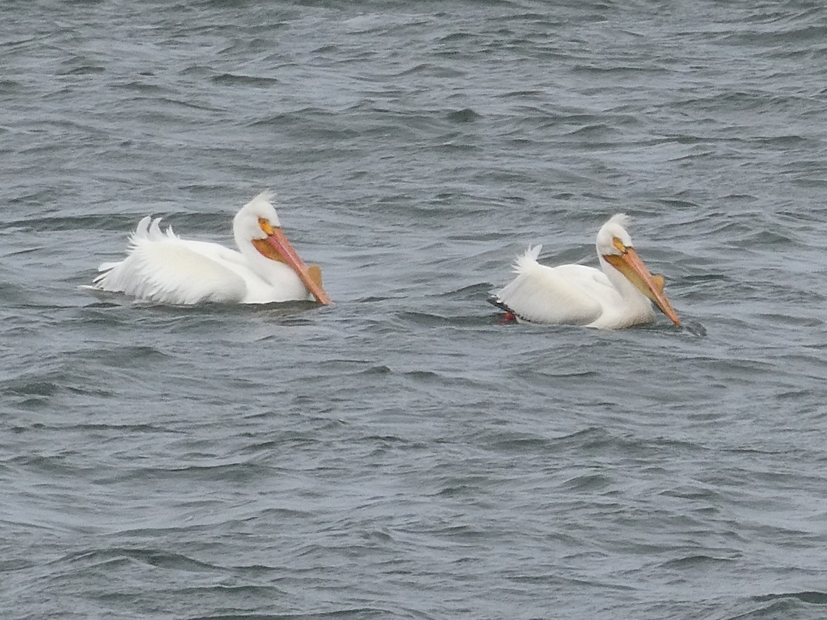 American White Pelican - ML569435881