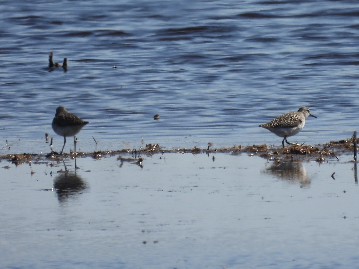 Wood Sandpiper - ML569436941