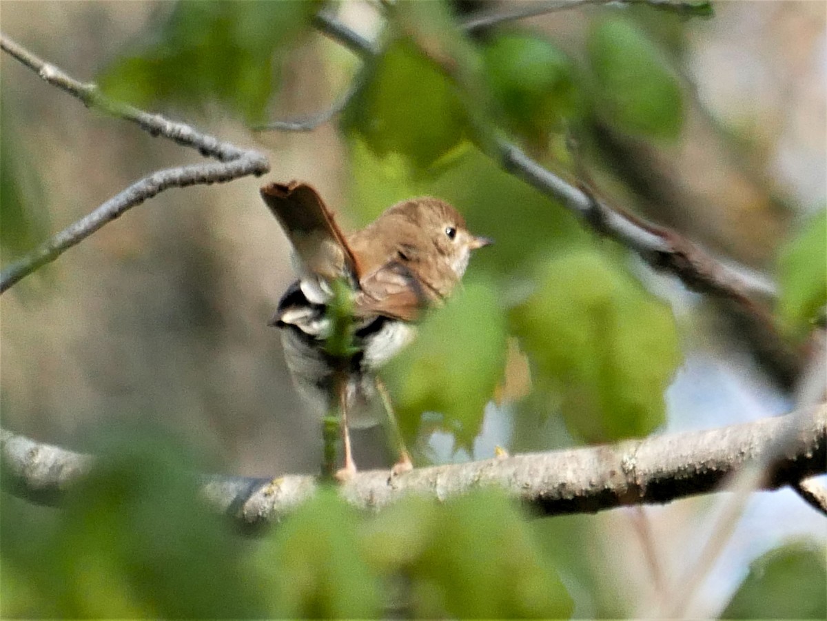 Hermit Thrush - ML569437151