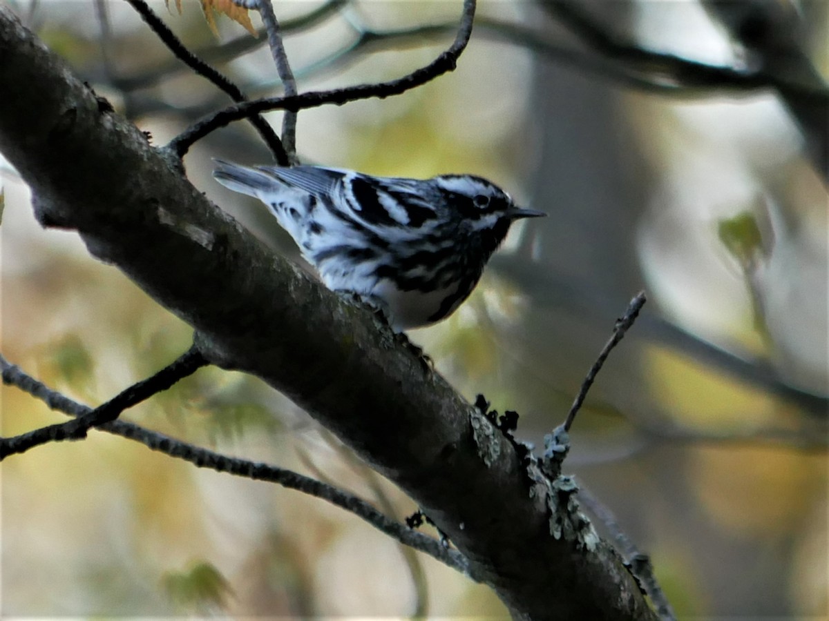 Black-and-white Warbler - ML569437331