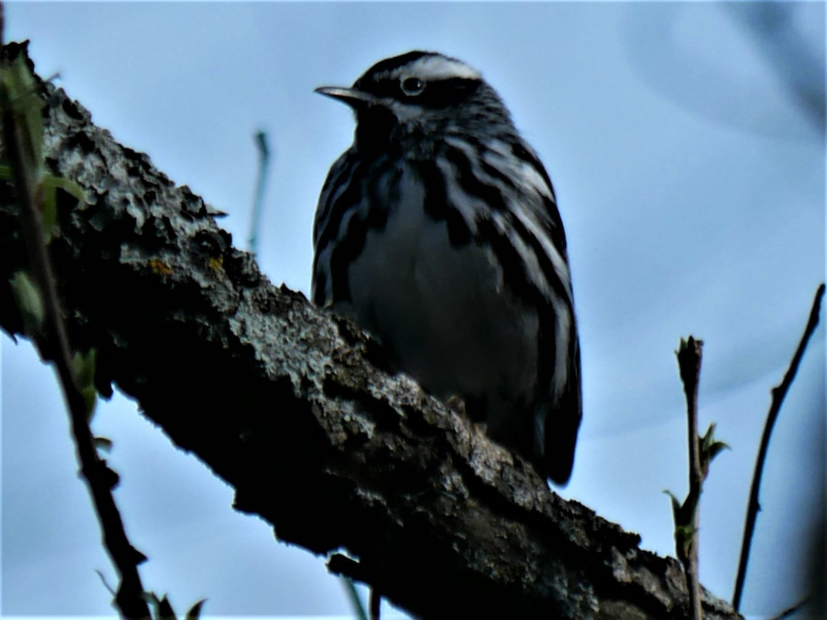 Black-and-white Warbler - ML569437721