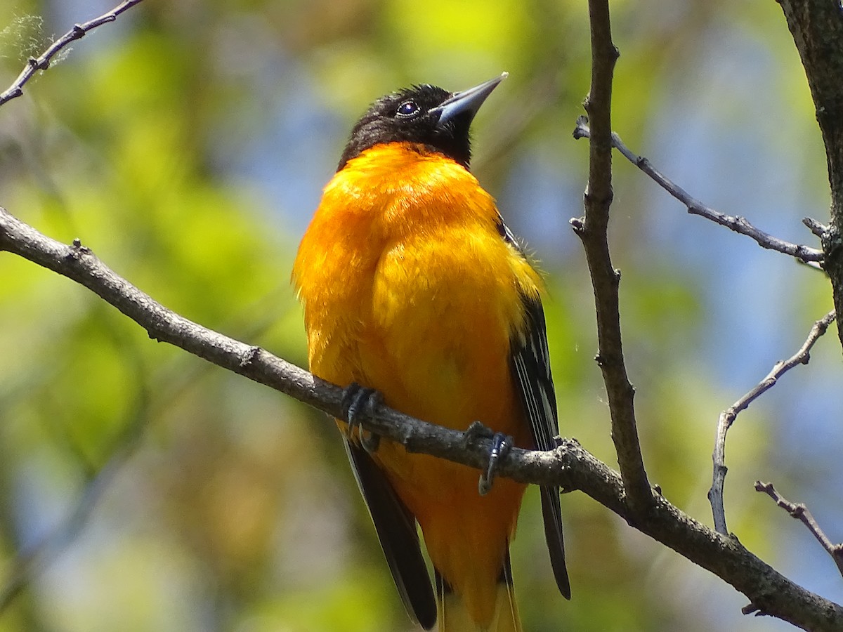 Oriole de Baltimore - ML569437961