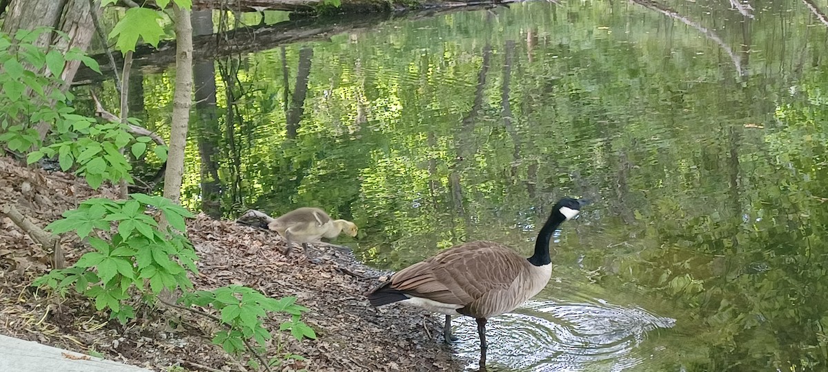Canada Goose - ML569438611