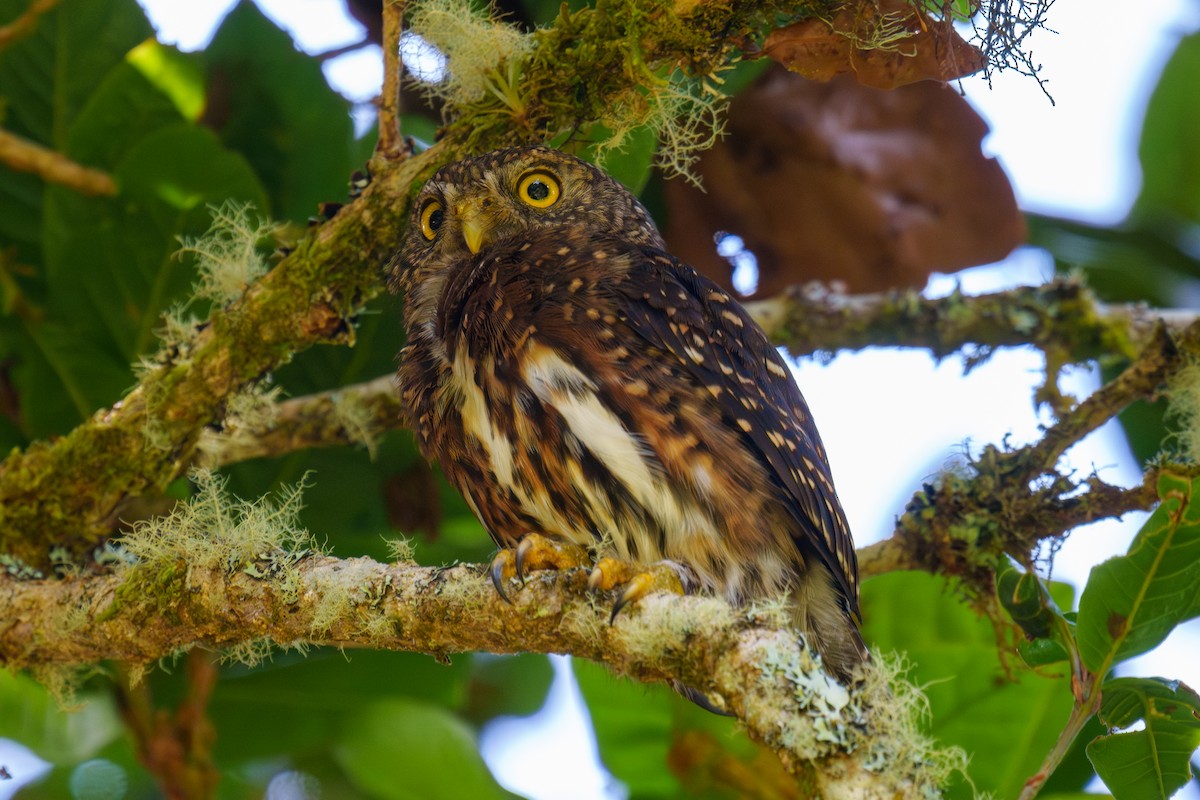Costa Rican Pygmy-Owl - ML569439341