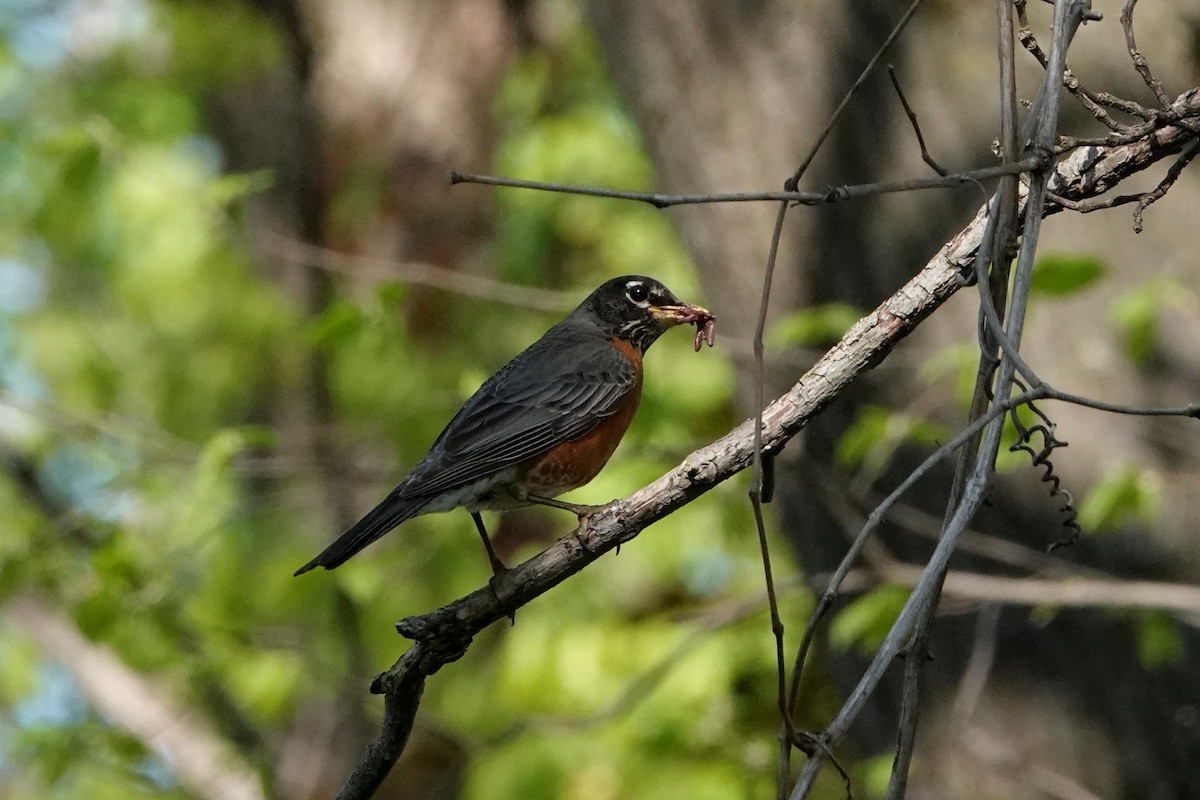 American Robin - ML569440441