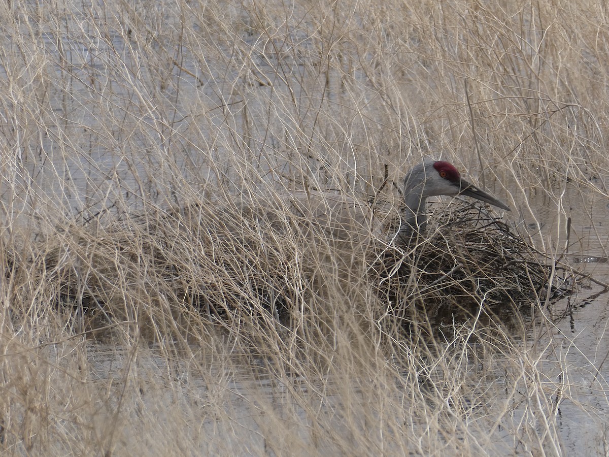 Sandhill Crane - Eric Schomaker