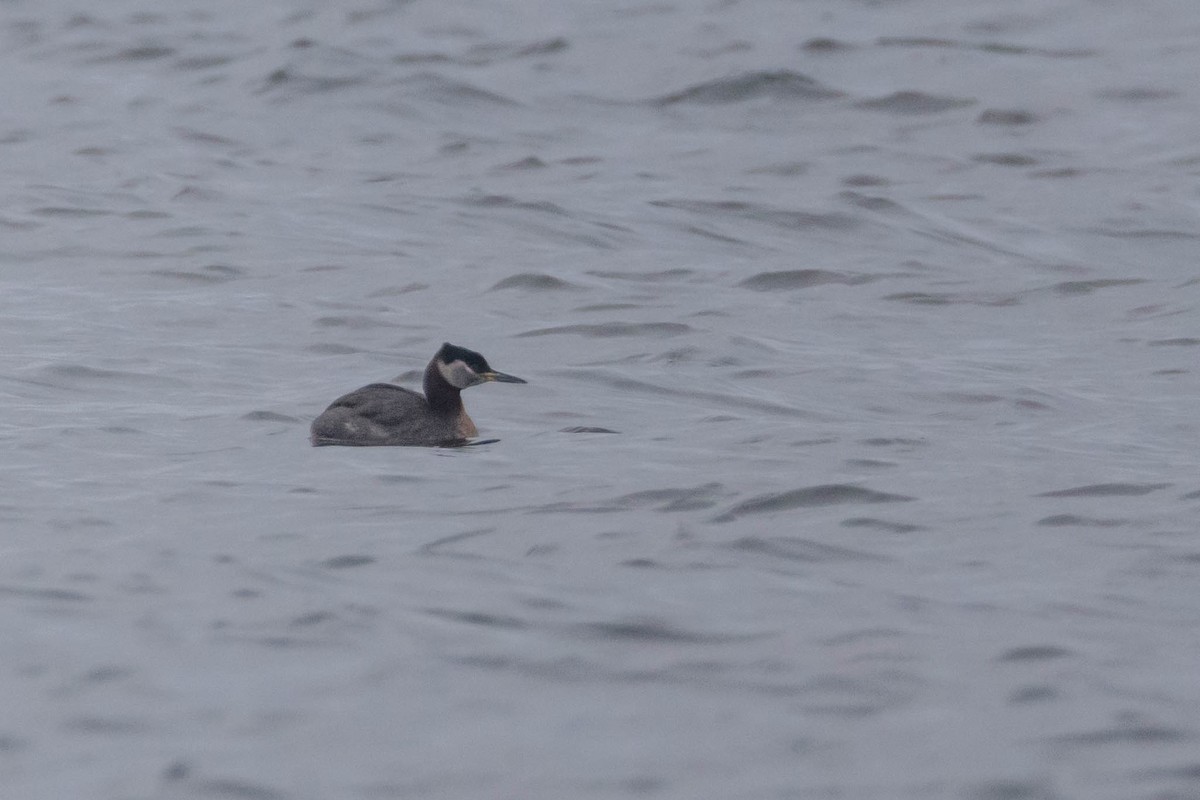 Red-necked Grebe - ML569441211